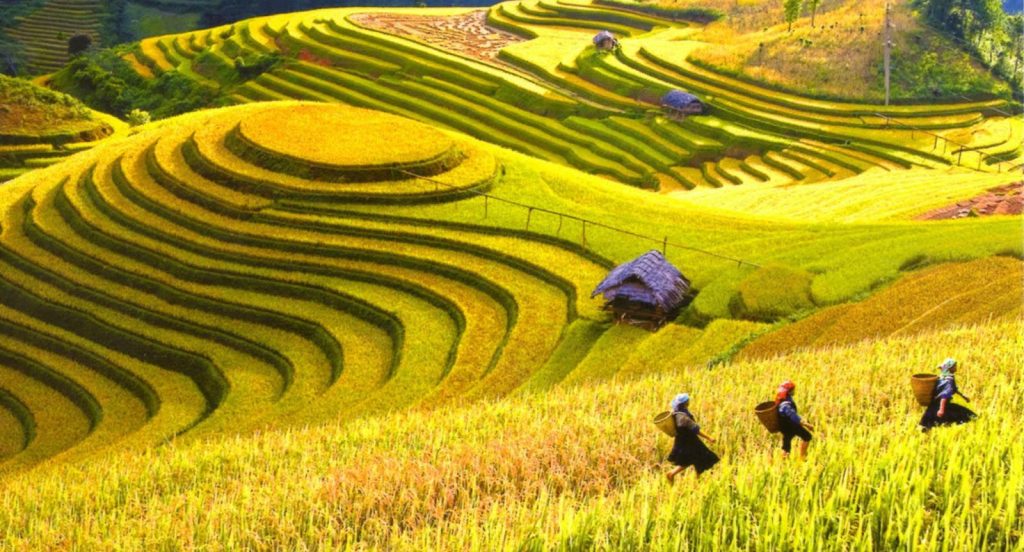 جاهای دیدنی ویتنام ساپا و تراس‌های برنج